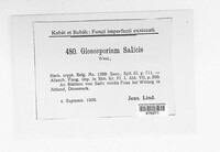 Gloeosporium salicis image